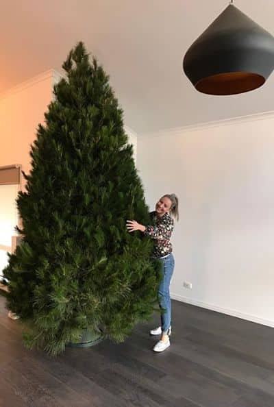 Deluxe Large Christmas Trees