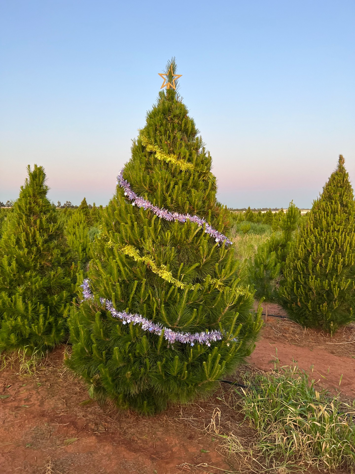 Christmas Tree Farm Deluxe 7ft tree (2.1m) » Melbourne Christmas Tree Farm